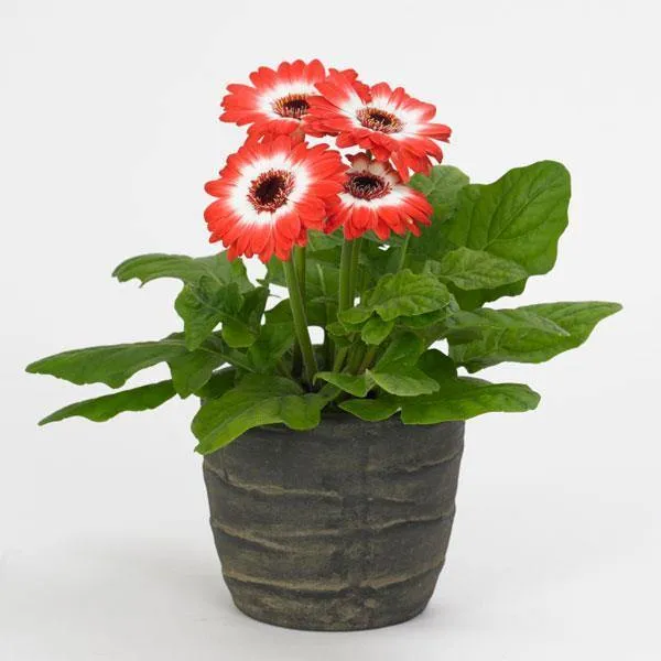 Gerbera Revolution Bicolor Red White Flower Seeds