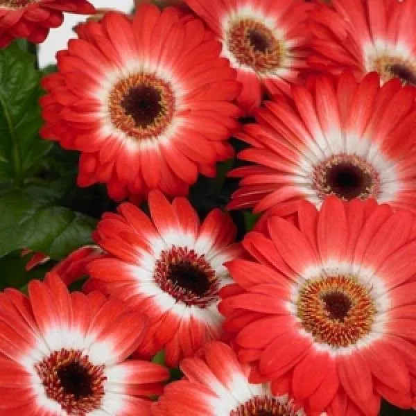 Gerbera Revolution Bicolor Red White Flower Seeds