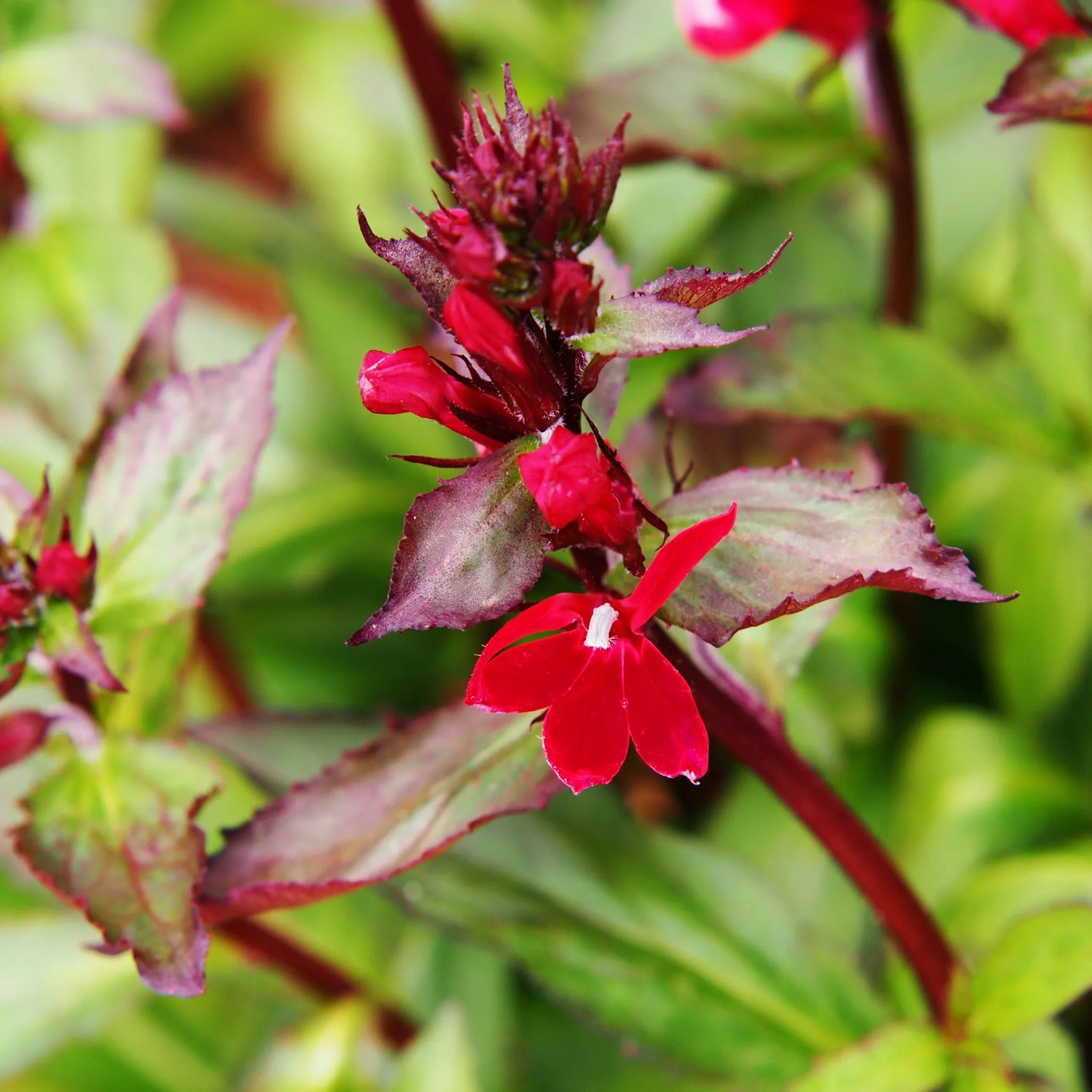 Lobelia cardinalis 'Queen Victoria' 9cm