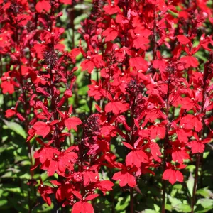 Lobelia cardinalis 'Queen Victoria' 9cm