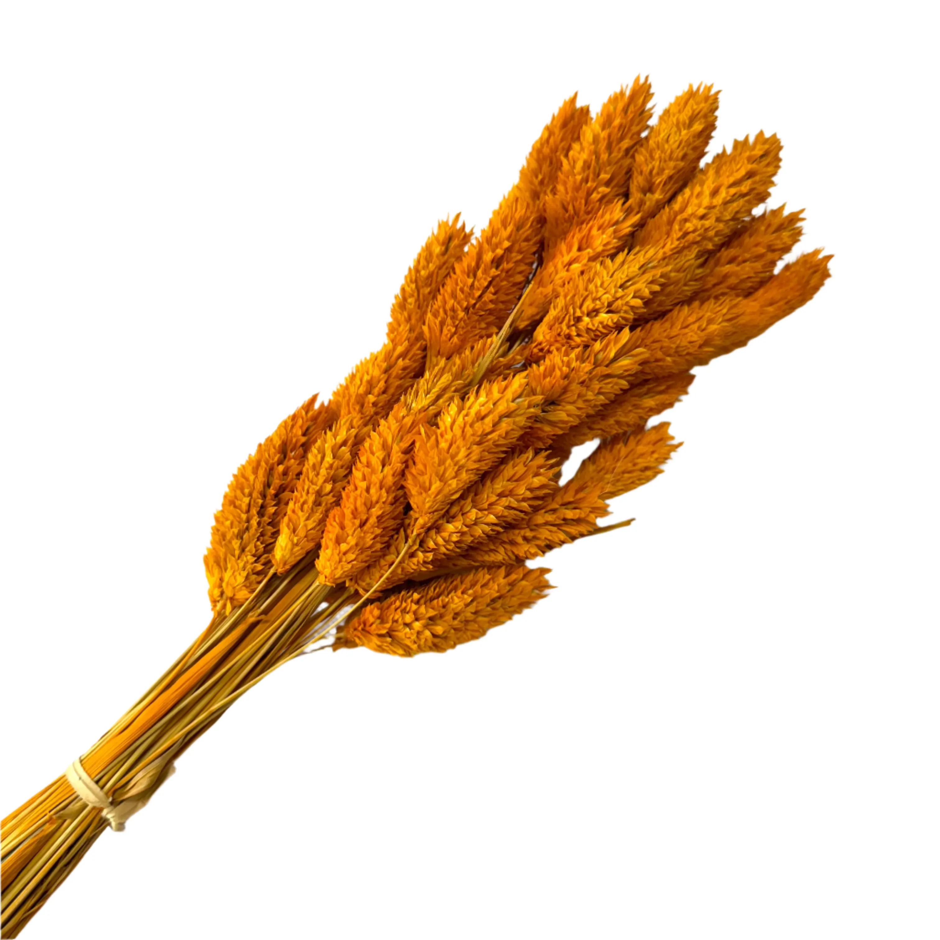 Natural Dried Phalaris Grass Flower Stem Bunch - Burnt Orange