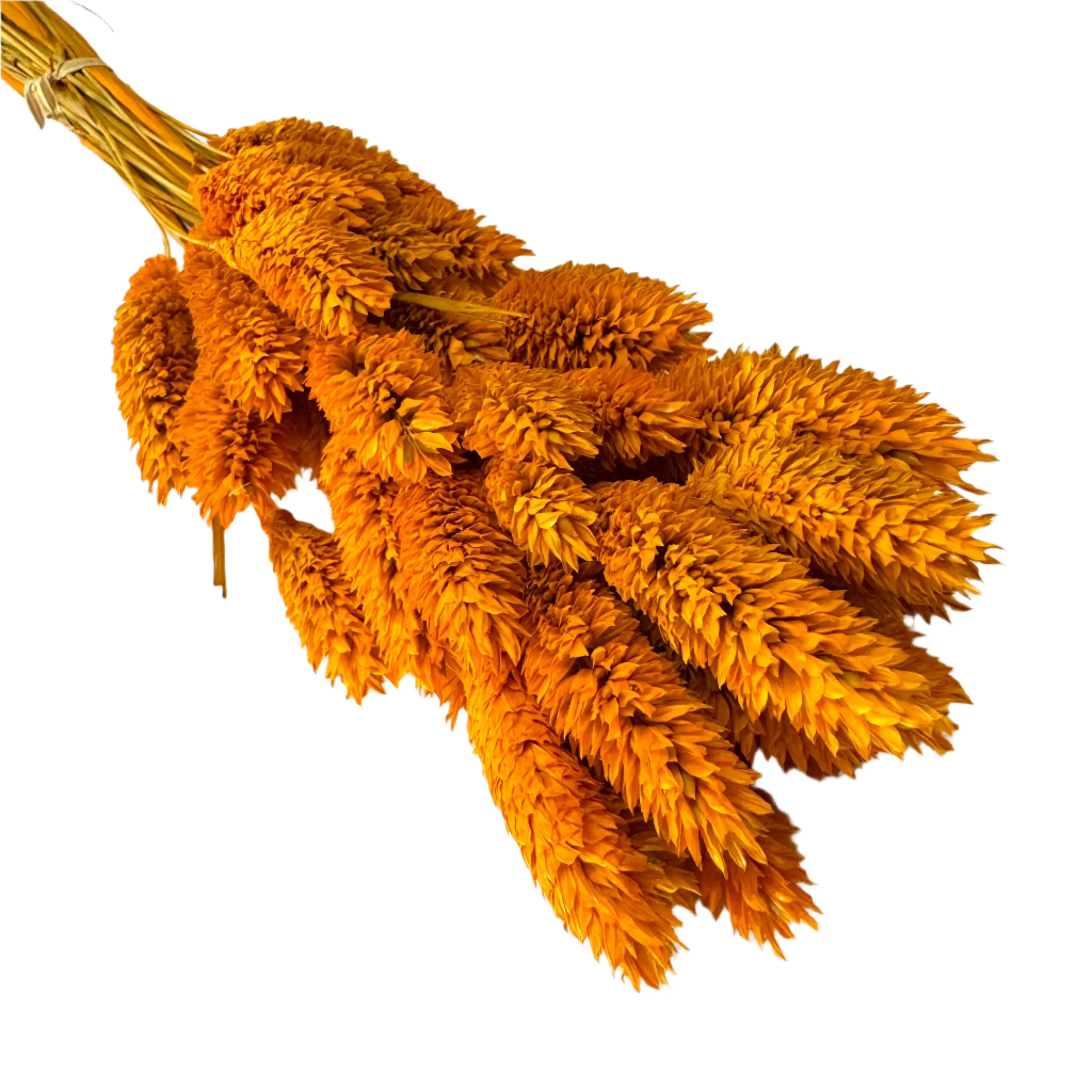 Natural Dried Phalaris Grass Flower Stem Bunch - Burnt Orange